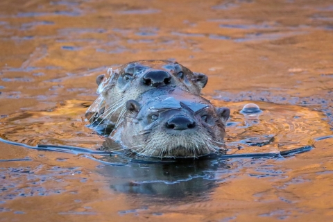 Just the brown heads of two river otters cab be seen as the otters swim in golden-lit water