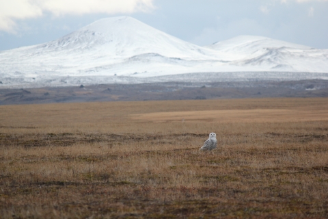 Large white bird sitting on a tundra grassland with white-capped mountains in the backrgound