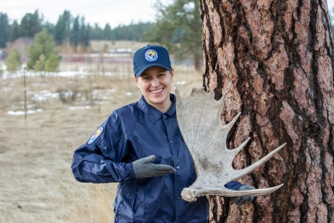 An adult woman wearing a blue ballcap and windbreaker stands next to a ponderosa pine while holding a moose antler. 
