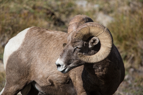 up close portrait of a Rocky Mountain Bighorn Sheep