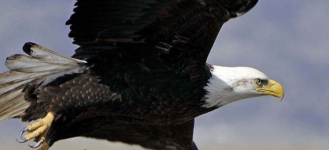 Close-up of bald eagle in flight.