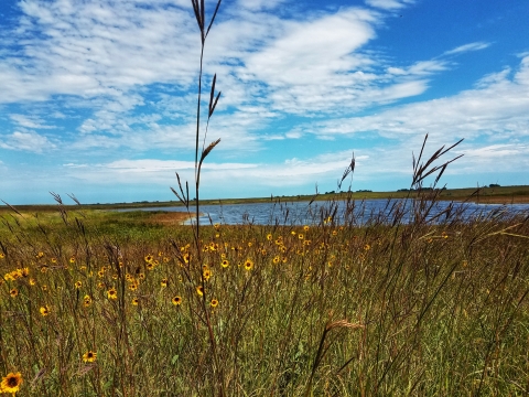A flat prairie under a bright blue sky with yellow wildflowers and tall plant stalks in foreground. 