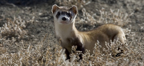 Ferret stands among prairie grasses while looking into the camera.