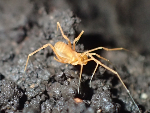 bone cave harvestman