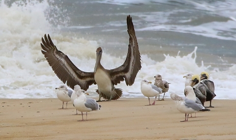 Brown pelican stands on sandy beach at oceans edge with it's wings widespread. Surrounded by other brown pelicans and herring gulls all standing on brown sand with the ocean crashing behind.