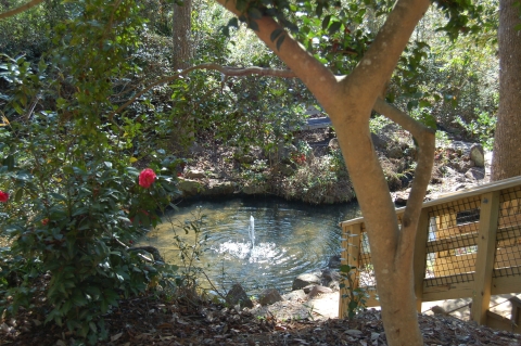 A stairway leads to a spring with water bubbling up. Camellia bloom in the background.