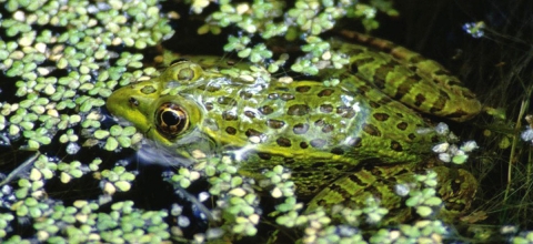 Spotted frog rests on the surface of a pond, surrounded by duckweed.