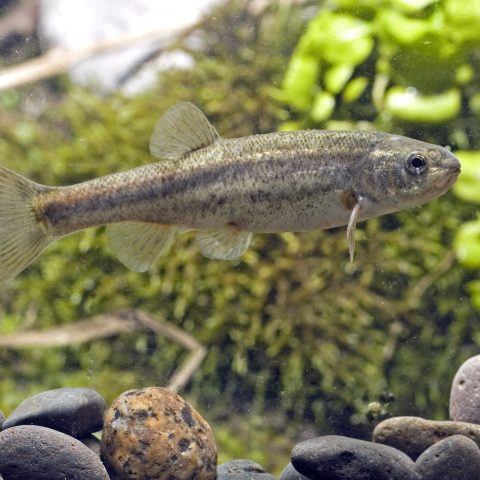 An underwater photo of an olive-colored Clover Valley speckled dace.