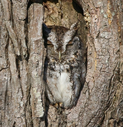 Well camouflaged in a very tight tree hollow, this Eastern screech owl (Megascops asio) has a bird's eye view of the forest around, with little chance of being spotted by its prey due to the owl's coloring, its minimal movement and the tight fit of temporary housing.