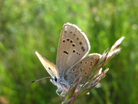 Fender's blue butterfly resting on grass where you can see the spotting pattern on the underside of its wings.