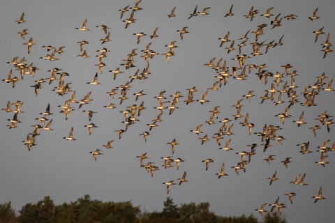 Flock of white snow geese cover the gray sky above Pea Island National Wildlife Refuge