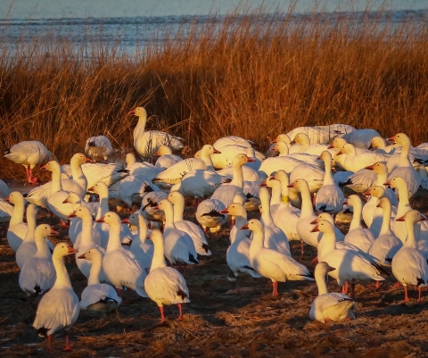 Group of white snow geese bunched together in tall brown grass in sunrise lighting