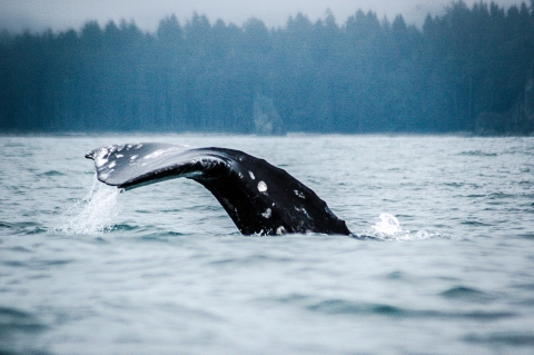 The tail of a gray whale arcs out of the water with the forested coastline in the background.