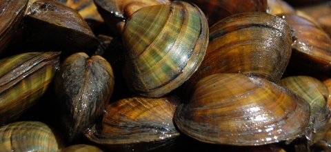 Close-up view of freshwater mussels.