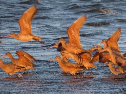 Cinnamon-brown, long-billed shorebird wading in shallow water and taking flight