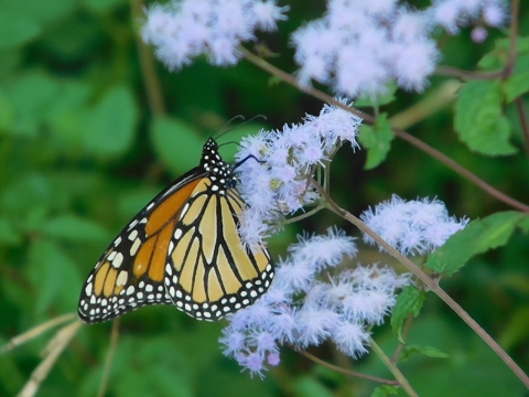 Monarch butterfly on a fuzzy blue flower