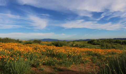 landscape of green field filled with orange flowers