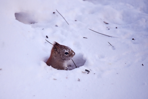 A red squirrel peeps out of a hole from the snowy ground