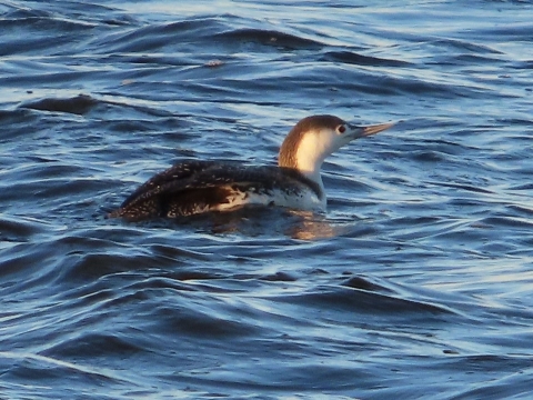 Brown, black & white loon floating on surface of blue water