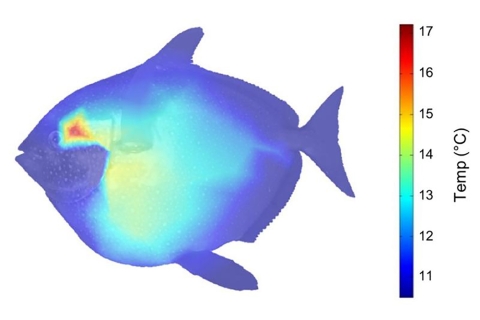 depiction of a round fish showing hot read reading in head and middle of body with temperature measures on side