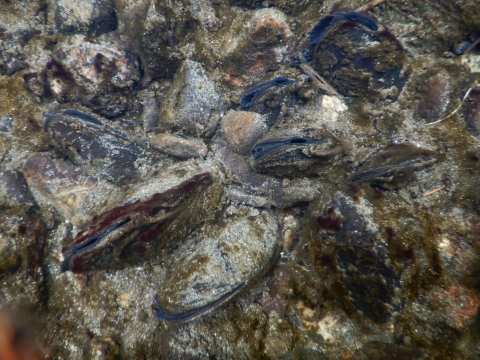 a close up of Western pearlshell mussels poking out of the sediment in a creek