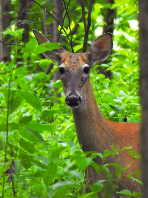 A deer stands in a forest surrounded by green leaves.