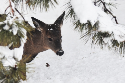 Deer under a pine tree covered in snow