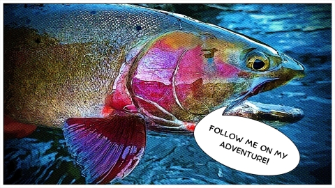 Cartoon graphic of a fish with a speech bubble reading "Follow me on my adventure!"