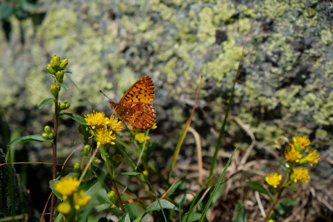 a small orange and black butterfly on a small yellow flower