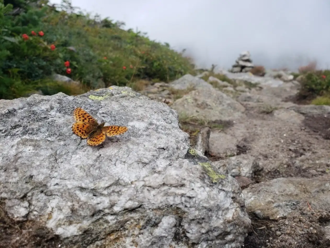 a small orange and black butterfly with outstretched wings rests on a rock along a trail
