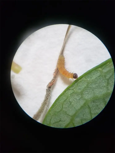 a circular view through a microscope of a small orange caterpillar reaching out to touch a green leaf