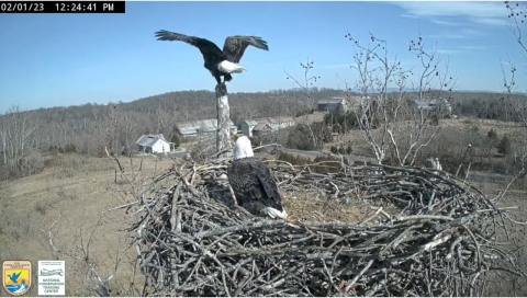 one eagle in nest while another eagle on perched on a broken limb.