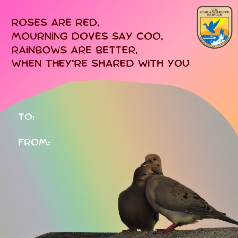 Photo text reads: “Roses are red, mourning doves say coo, rainbows are better, when they’re shared with you”. Two mourning doves cuddle up at the bottom of the image. There is a rainbow in the sky behind them.