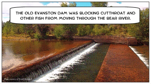 Cartoon graphic of water going over a dam with a speech bubble reading "The Old Evanston Dam was blocking cutthroat and other fish from moving through the Bear River"