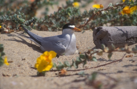 An adult California least tern sits on its nest at a beach