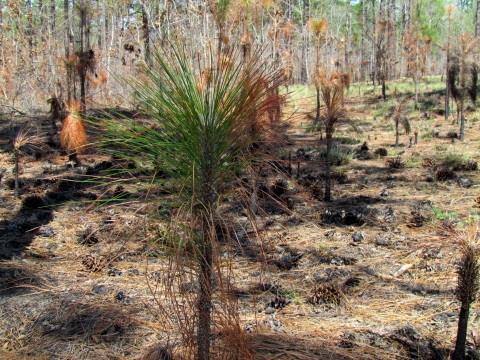 Post burn recovery longleaf pine forest Calloway Forest TNC preserve Raeford NC