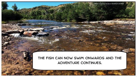 Cartoon graphic of a healthy flowing river with a speech bubble reading "The fish can now swim onwards and the adventure continues.""