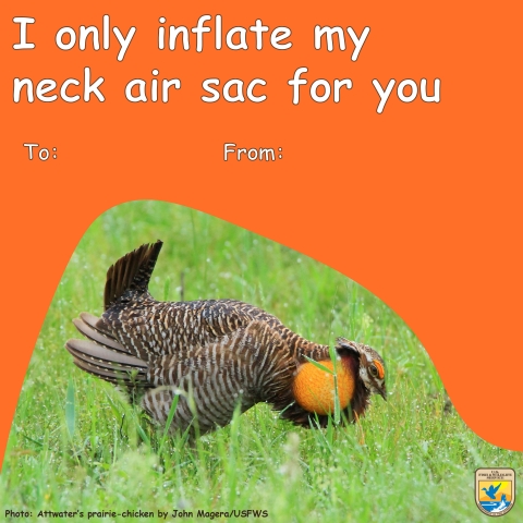 A valentine has a photo of a male prairie-chicken with inflated air sacs, text reads I only inflate my neck air sacs for you