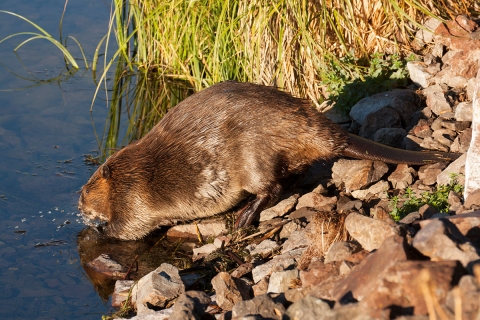 Beaver heading into the water