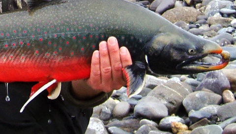 a fish with a red belly and large lower jaw