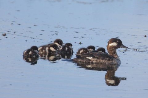 A female Bufflehead with ducklings together in the water.
