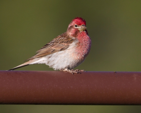 A male Cassin's finch is shown resting on a fence.