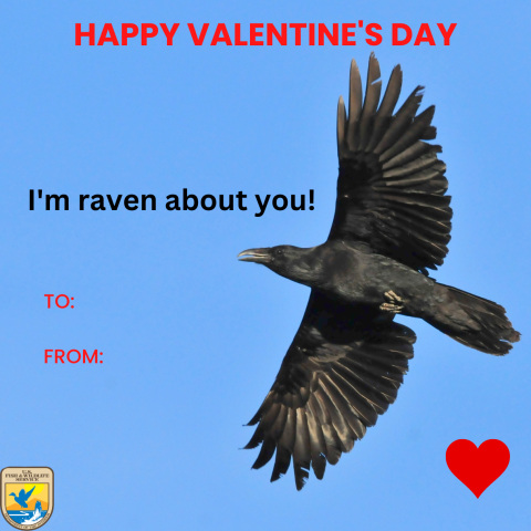 Common raven flying on blue background that says Happy Valentine's Day, I'm raven about you!