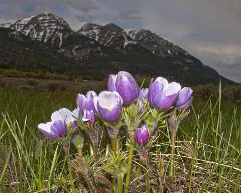 A closeup view of pasqueflower blooms with snow on the peaks of mountains far in the background
