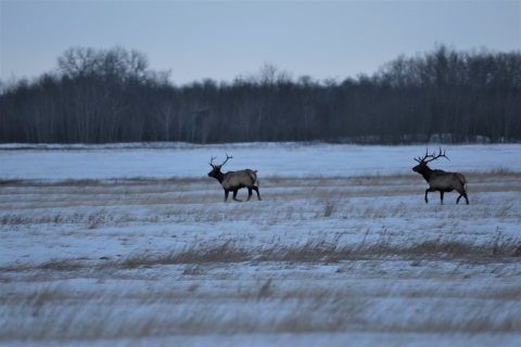 Two bull elk running across the snow covered prairie.