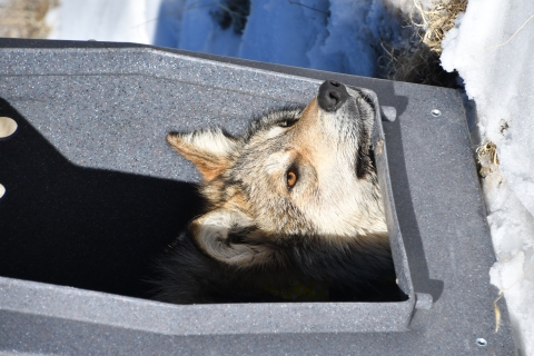 A Mexican wolf's head pokes out of a crate at a release site