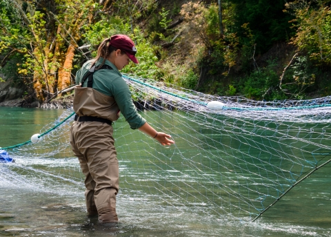 Fisheries intern, Hannah Ferwerda, checking for holes in a tangle net while wading in the Elwha River.