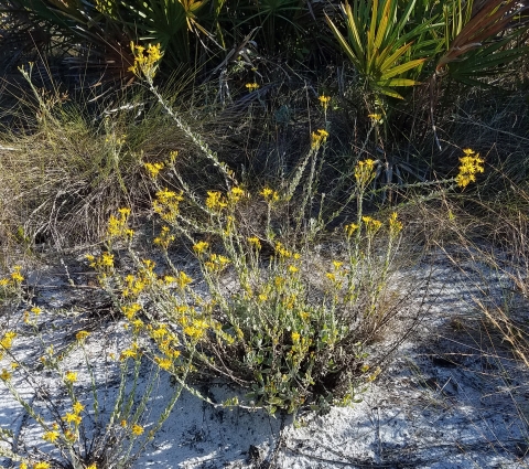 Image shows a bush with small bright yellow flowers.
