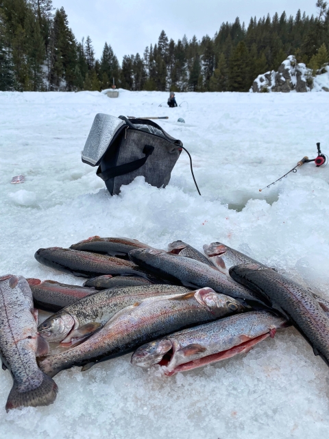 In the foreground, a number of cleaned fish lay in a pile on top of the snowy, frozen lake. Some fishing and outdoor gear sit behind it and a person fishing in the ice sits way in the distance.