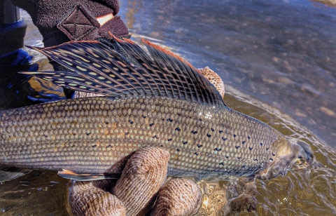 The colorful back of an Arctic grayling is held just out of clear waters by a gloved hand